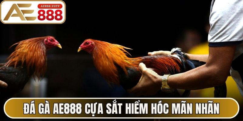 Đá gà AE888 cựa sắt hiểm hóc mãn nhãn