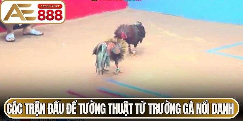 Đá Gà Cựa Dao - Sức Hút Từ Các Trận Đấu Kịch Tính Tại AE888 2 Các trận đấu để tường thuật từ trường gà nổi danh