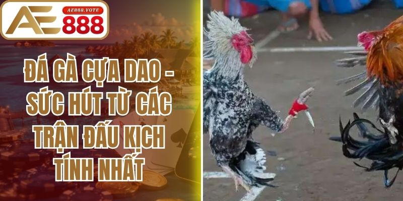 Đá Gà Cựa Dao - Sức Hút Từ Các Trận Đấu Kịch Tính Nhất