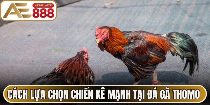 Cách lựa chọn chiến kê mạnh tại đá gà Thomo AE888