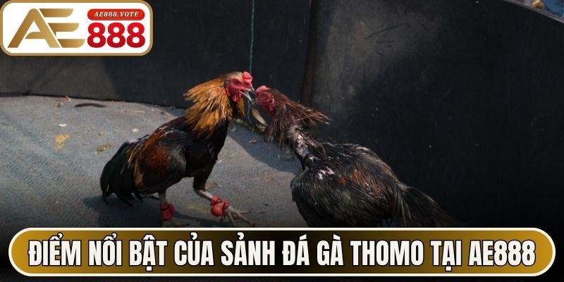 Điểm nổi bật của sảnh đá gà Thomo tại AE888
