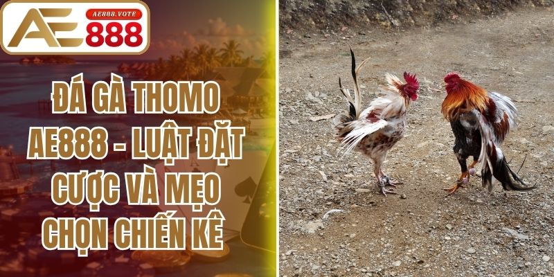 Đá Gà Thomo AE888 - Luật Đặt Cược Và Mẹo Chọn Chiến Kê
