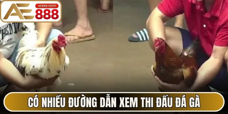 Link Đá Gà AE888 Trực Tiếp Không Còn Lo Chặn Truy Cập 2 Có nhiều đường dẫn xem thi đấu đá gà