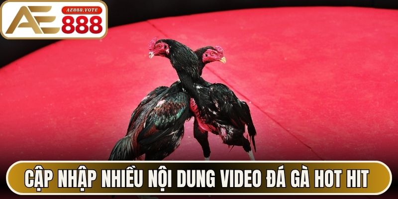 Cập nhập nhiều nội dung video đá gà hot hit 