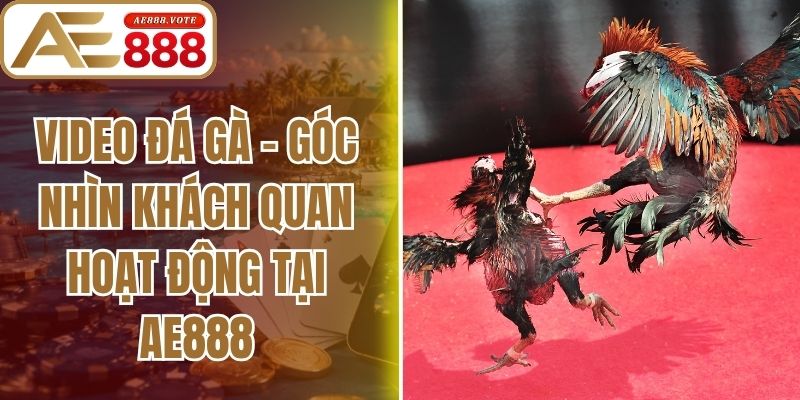 Video Đá Gà - Góc Nhìn Khách Quan Hoạt Động Tại Ae888